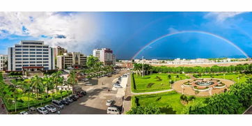 城市绿肺的守护者 国家森林城市建设中的森林与绿化管理