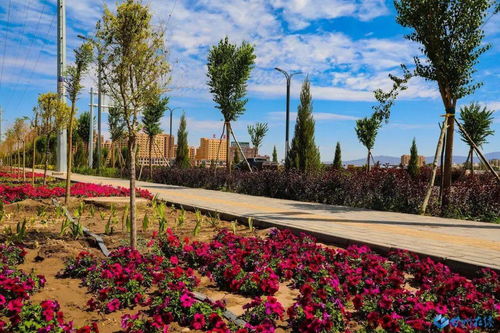 甘州 一路一景一特色，匠心绘就城市绿化新画卷