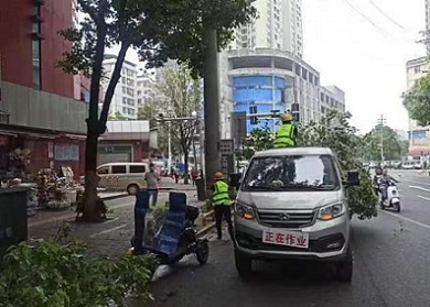 耒阳市城管局 修剪校园周边绿化树，守护安全与绿意同行