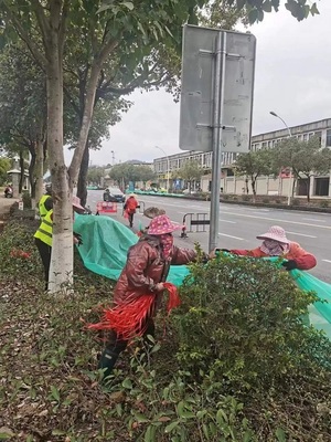 漳平市城市管理局 为树木披上“防寒衣”，全面筑牢冬季绿化防线