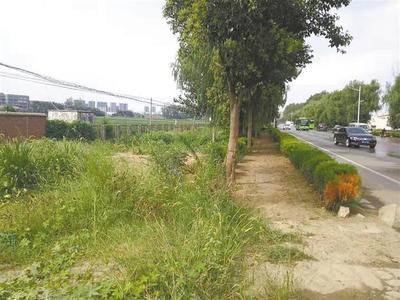 杂草“霸占”马路边，如此“绿化”让人忧——城市绿化管理需精细化