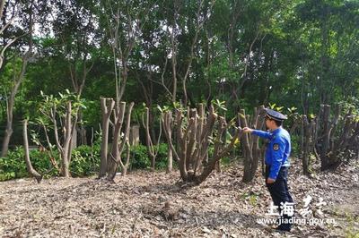 新成路中队 养护绿化岂能简单粗暴？耐心与责任心是城市管理的关键